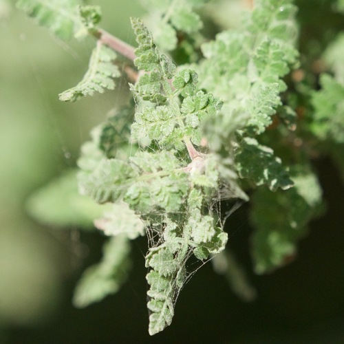 Bursera filicifolia (Bursera filicifolia)