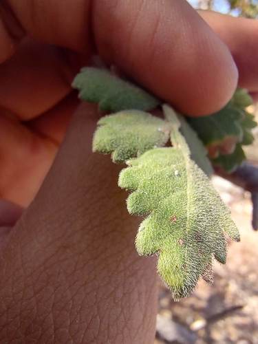 Bursera filicifolia (Bursera filicifolia)
