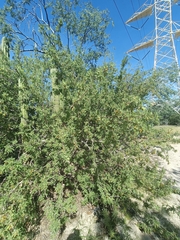 Bursera filicifolia (Bursera filicifolia)