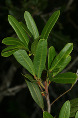 Bursera glauca (Bursera glauca)