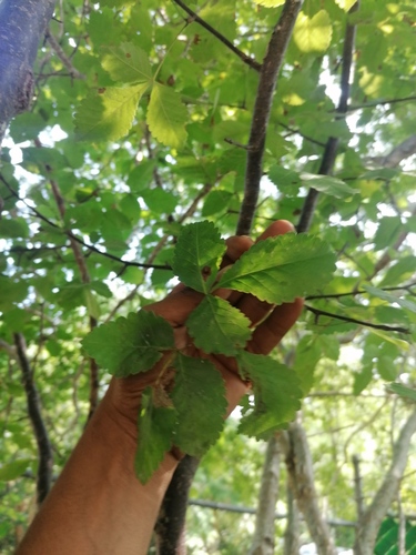 Bursera heteresthes (Bursera heteresthes)