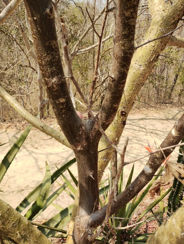 Bursera heteresthes (Bursera heteresthes)