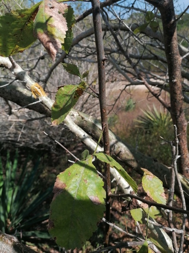 Bursera heteresthes (Bursera heteresthes)