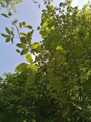 Bursera heteresthes (Bursera heteresthes)