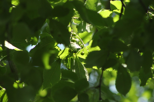 Bursera heteresthes (Bursera heteresthes)
