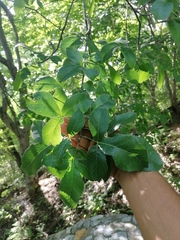 Bursera heteresthes (Bursera heteresthes)
