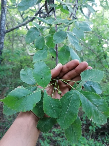 Bursera heteresthes (Bursera heteresthes)