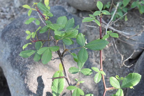 Bursera heteresthes (Bursera heteresthes)