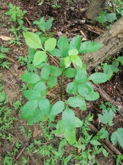 Bursera heteresthes (Bursera heteresthes)