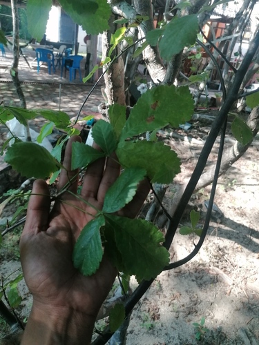 Bursera heteresthes (Bursera heteresthes)