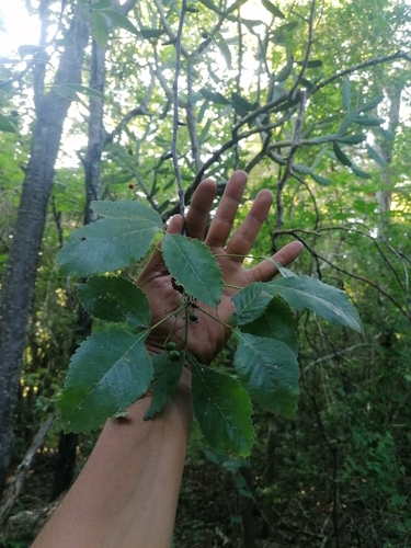Bursera heteresthes (Bursera heteresthes)