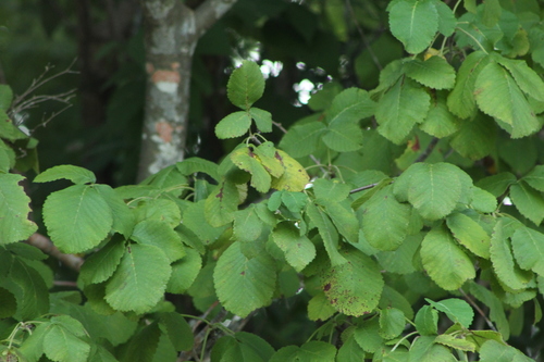 Bursera heteresthes (Bursera heteresthes)