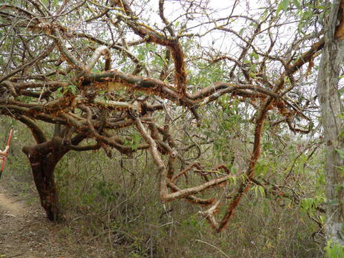 Bursera instabilis (Bursera instabilis)