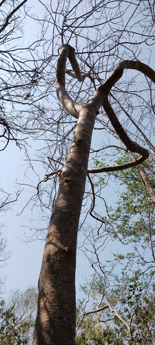 Bursera jerzyi (Bursera jerzyi)