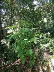 Bursera jerzyi (Bursera jerzyi)