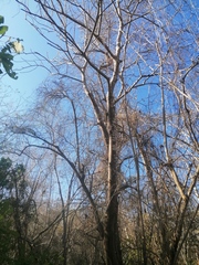 Bursera jerzyi (Bursera jerzyi)