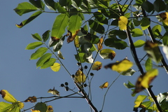 Bursera jerzyi (Bursera jerzyi)