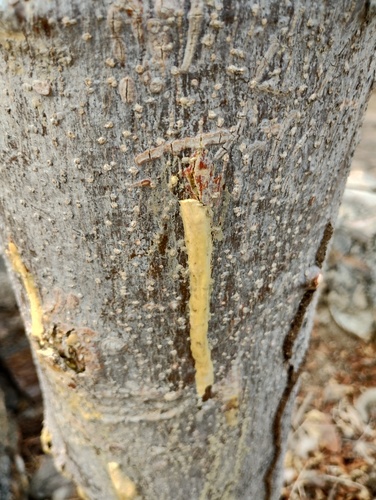Bursera jerzyi (Bursera jerzyi)
