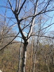 Bursera jerzyi (Bursera jerzyi)