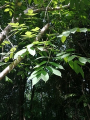 Bursera jerzyi (Bursera jerzyi)