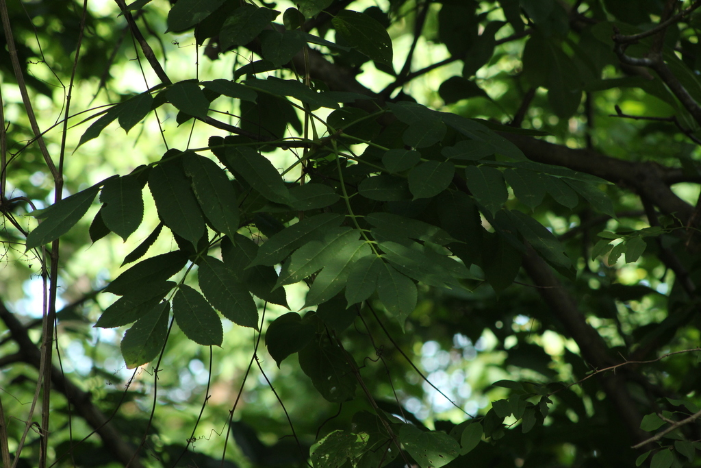 Bursera jerzyi (Bursera jerzyi)