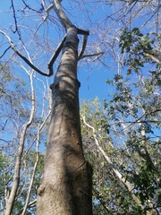 Bursera jerzyi (Bursera jerzyi)