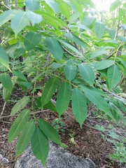 Bursera jerzyi (Bursera jerzyi)