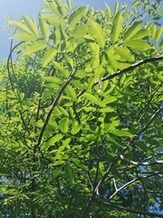 Bursera jerzyi (Bursera jerzyi)