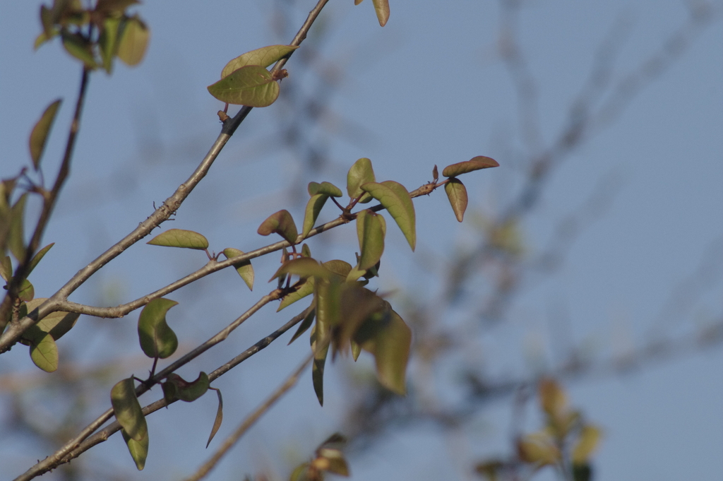 Bursera karsteniana (Bursera karsteniana)