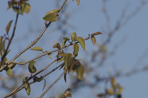 Bursera karsteniana (Bursera karsteniana)