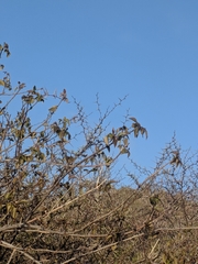 Bursera karsteniana (Bursera karsteniana)
