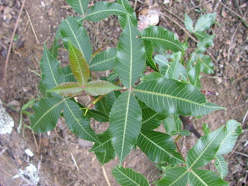 Bursera kerberi (Bursera kerberi)