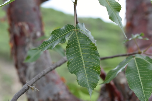 Bursera kerberi (Bursera kerberi)
