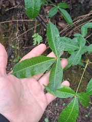 Bursera kerberi (Bursera kerberi)