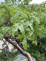 Bursera kerberi (Bursera kerberi)