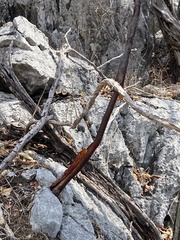 Bursera kerberi (Bursera kerberi)