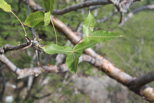 Bursera kerberi (Bursera kerberi)