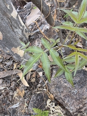Bursera lancifolia (Bursera lancifolia)