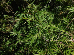 Bursera lancifolia (Bursera lancifolia)