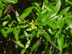 Bursera lancifolia (Bursera lancifolia)
