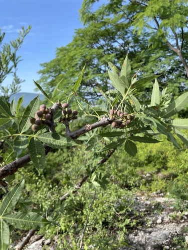 Bursera lancifolia (Bursera lancifolia)