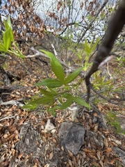 Bursera lancifolia (Bursera lancifolia)