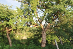 Bursera lancifolia (Bursera lancifolia)