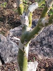 Bursera lancifolia (Bursera lancifolia)