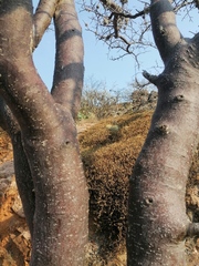 Bursera linanoe (Bursera linanoe)