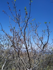 Bursera linanoe (Bursera linanoe)
