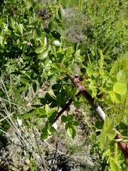 Bursera linanoe (Bursera linanoe)