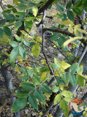 Bursera linanoe (Bursera linanoe)