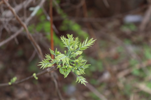 Bursera linanoe (Bursera linanoe)