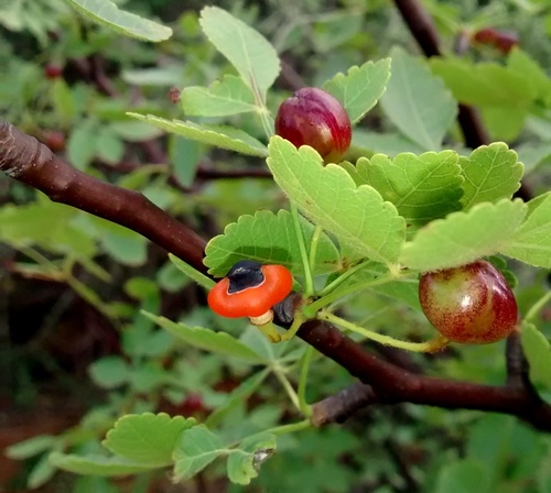Bursera linanoe (Bursera linanoe)